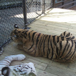 TIGERS Preservation Station - Myrtle Beach - 040510 - 09