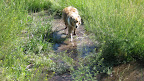 Lucy loves to play with the minnows! Photo by Glen Halvorson
