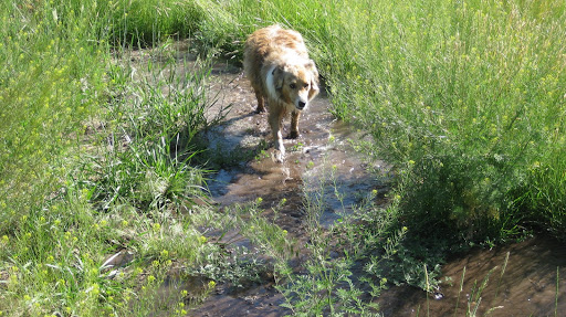 Lucy loves to play with the minnows! Photo by Glen Halvorson