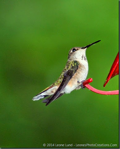 i and l at the lake do hummingbirds have legs i and l at the lake do hummingbirds have legs