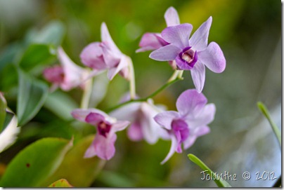 Orchids-3
