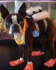 Dog shoes are great on hot surfaces for short periods of time, but since heat is expelled from the pads of the feet, you dog is likely to overheat if his paws are covered for long periods on hot days. Dog shoes are great on hot surfaces for short periods of time, but since heat is expelled from the pads of the feet, you dog is likely to overheat if his paws are covered for long periods on hot days.