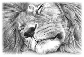 Leon dormido Leon dormido