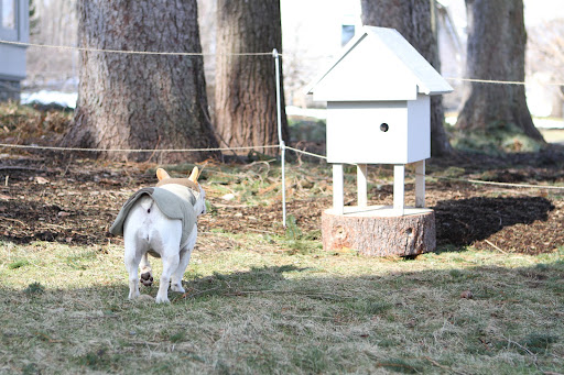 I don't know about squirrels, Franny.  I certainly don't get a whiff of any of those varmints.