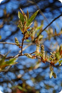 tr&auml;dg&aring;rden 28 april 2012 014