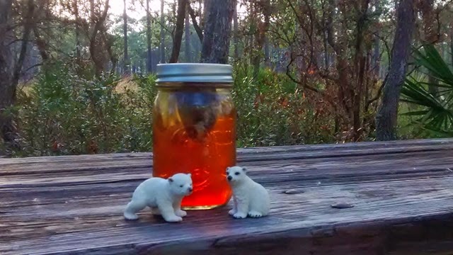 Polar Bears Ochlockonee State Park