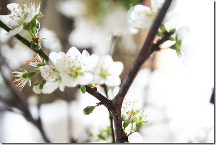 blossom spring4
