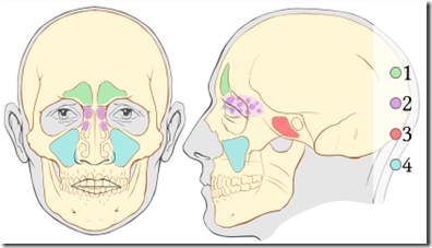 paranasal sinuses