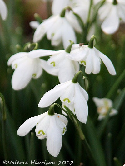 [snowdrops-1%255B2%255D.jpg]