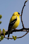 A Guest Photographed Birds at the Farm