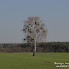 dsc06785.jpg