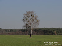 dsc06785.jpg