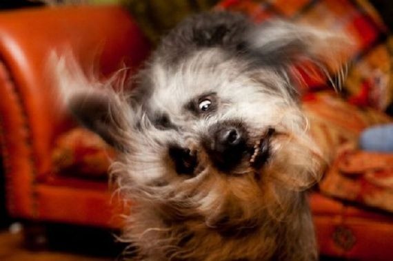 [shaky-dogs16%255B3%255D.jpg]