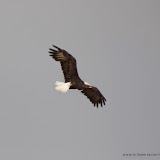 Ói ela aí!!! - Chilkat Bald Eagle Preserve - Haines, Alaska, EUA
