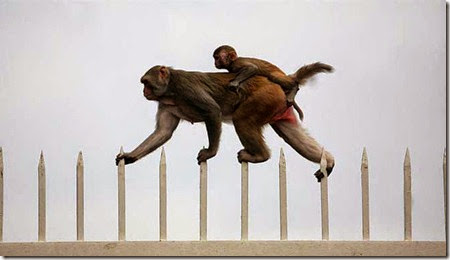 23-inspiring-photograph-monkey 23-inspiring-photograph-monkey
