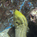 Green Moray