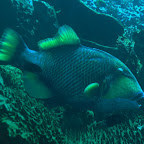 Titan-Drücker-Fisch an Putzstation, Komodo