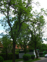 IMG_0295.JPG