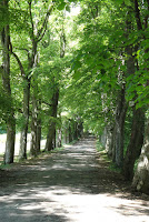 Forest trail