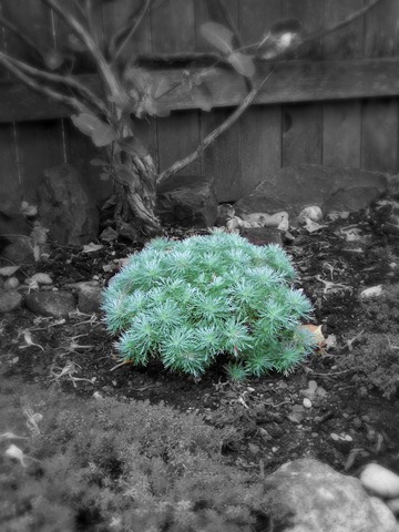 [artemisia%255B6%255D.jpg]
