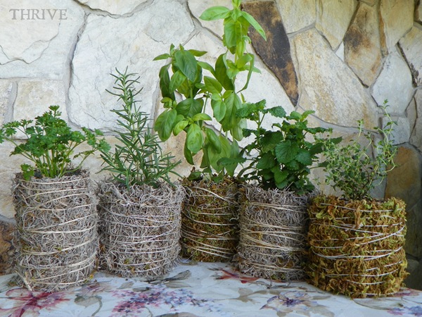 herbs.1