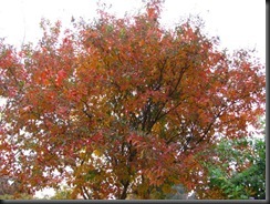 IMG_0005 IMG_0005
