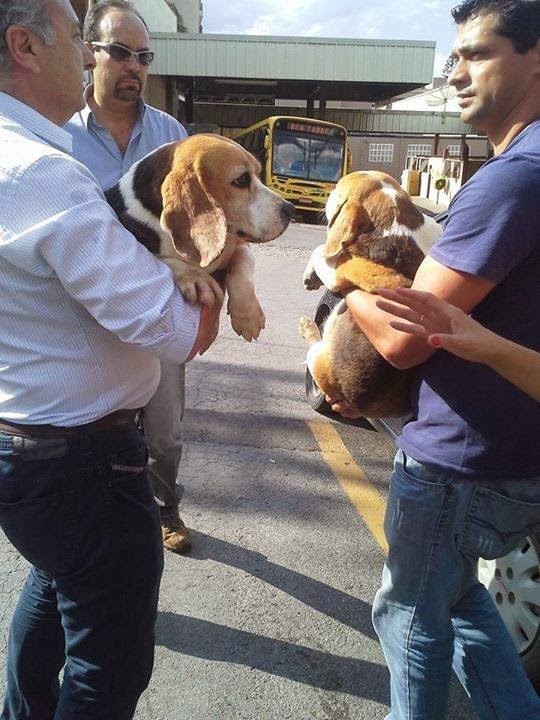 [tripoli-beagle%255B3%255D.jpg]