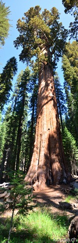 [110914SequoiaNP63.jpg]