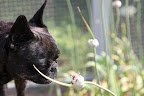 Sharkey!  Look at these unusual garlic flowers!