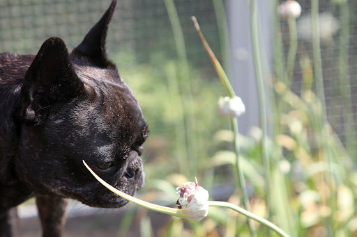 Sharkey!  Look at these unusual garlic flowers!