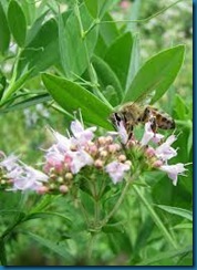 bee on oregano