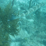 Snorkeling in the Caribbean
