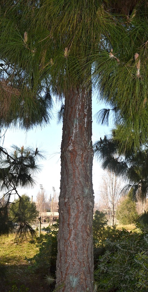 [Tronco%2520Pinus%2520Canariensis%255B16%255D.jpg]