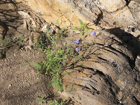 MountLaguna 047.jpg