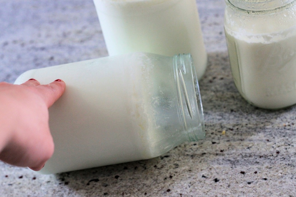 [homemade_yogurt%255B5%255D.jpg]