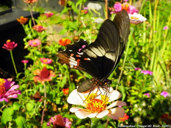 Papilio (Heraclides) anchisiades capys (HÜBNER [1809]). Pitangui (MG, Brésil), 25 février 2012. Photo : Nicodemos Rosa