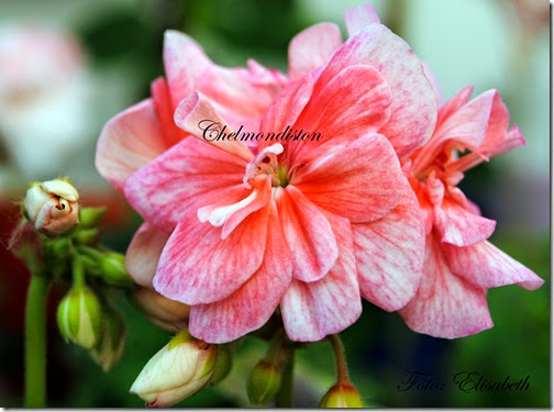 Pelargonium 16 juni -14 042 Pelargonium 16 juni -14 042