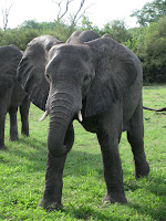 Elephant - Linyanti Concession (Chobe Region)