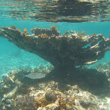 Diving and Sailing Caribbean
