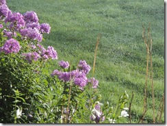 Phlox and Spider Web