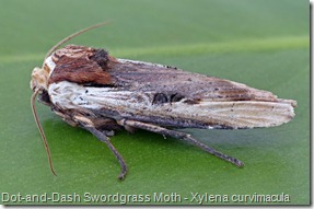 9874 Dot-and-Dash Swordgrass (Xylena curvimacula) (3)