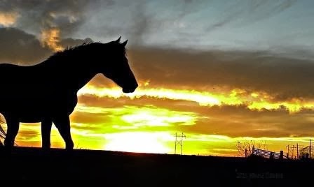 [Sunset%2520horse%255B5%255D.jpg]