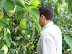 Picking Apples