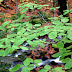 DSC_2615.JPG
