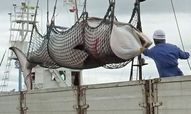 A minke whale is unloaded at a port in Kushiro, Japan after it was slaughtered for 'scientific purposes'. Photo: AP