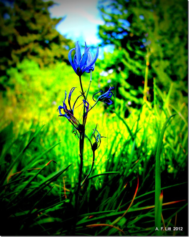 Camas.  Bridal Veil Viewpoint.  Columbia River Gorge.  Oregon.  May 16, 2008.  Photo of the Day, May 16, 2012.