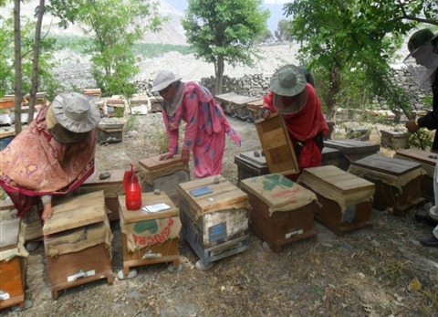 Beehives distribution in Mominabad, Hunza (2)