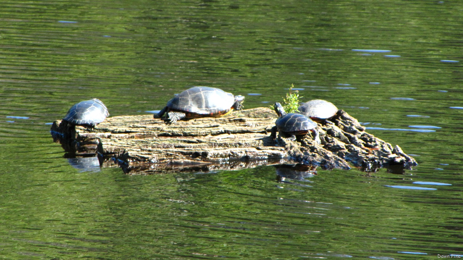 [Welfleet%2520Audubon_005.jpg]