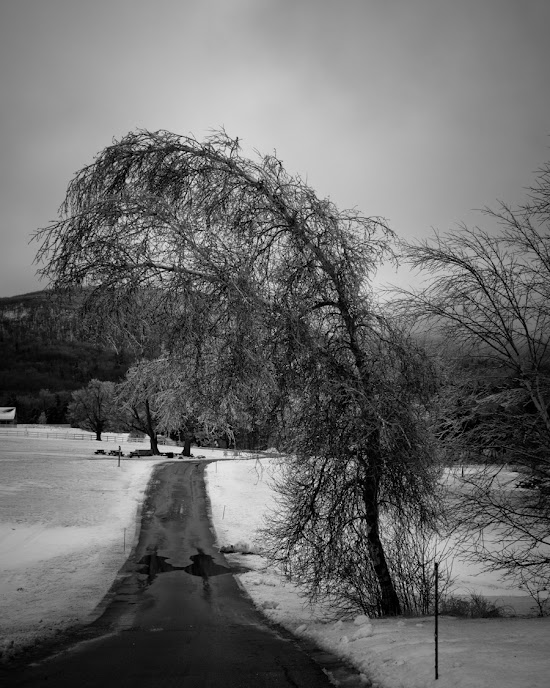 _MG_5329.jpg