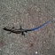 Blue-tailed Skink